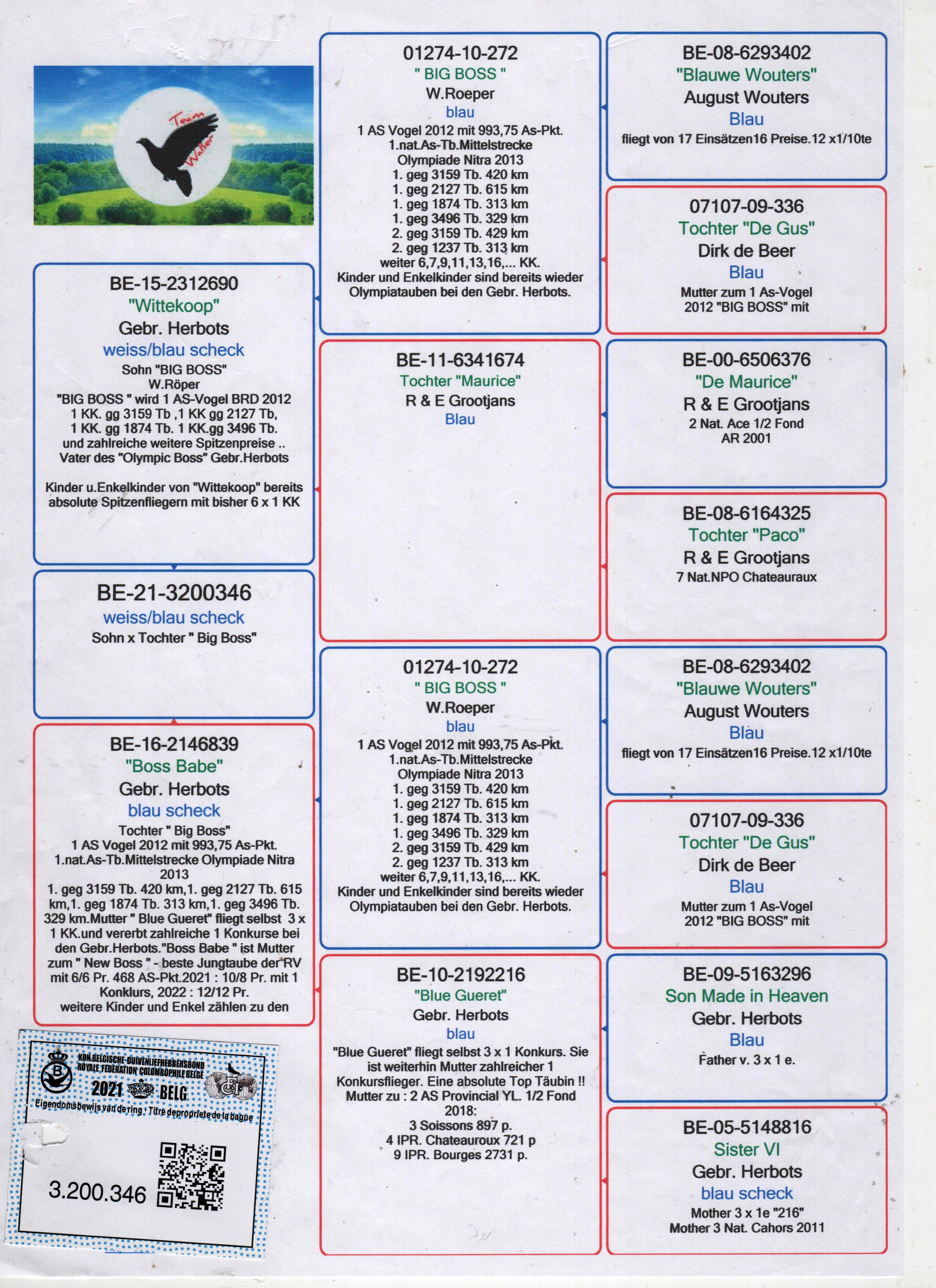 BE21-3200346 DİŞİ   / INBREED BIG BOSS