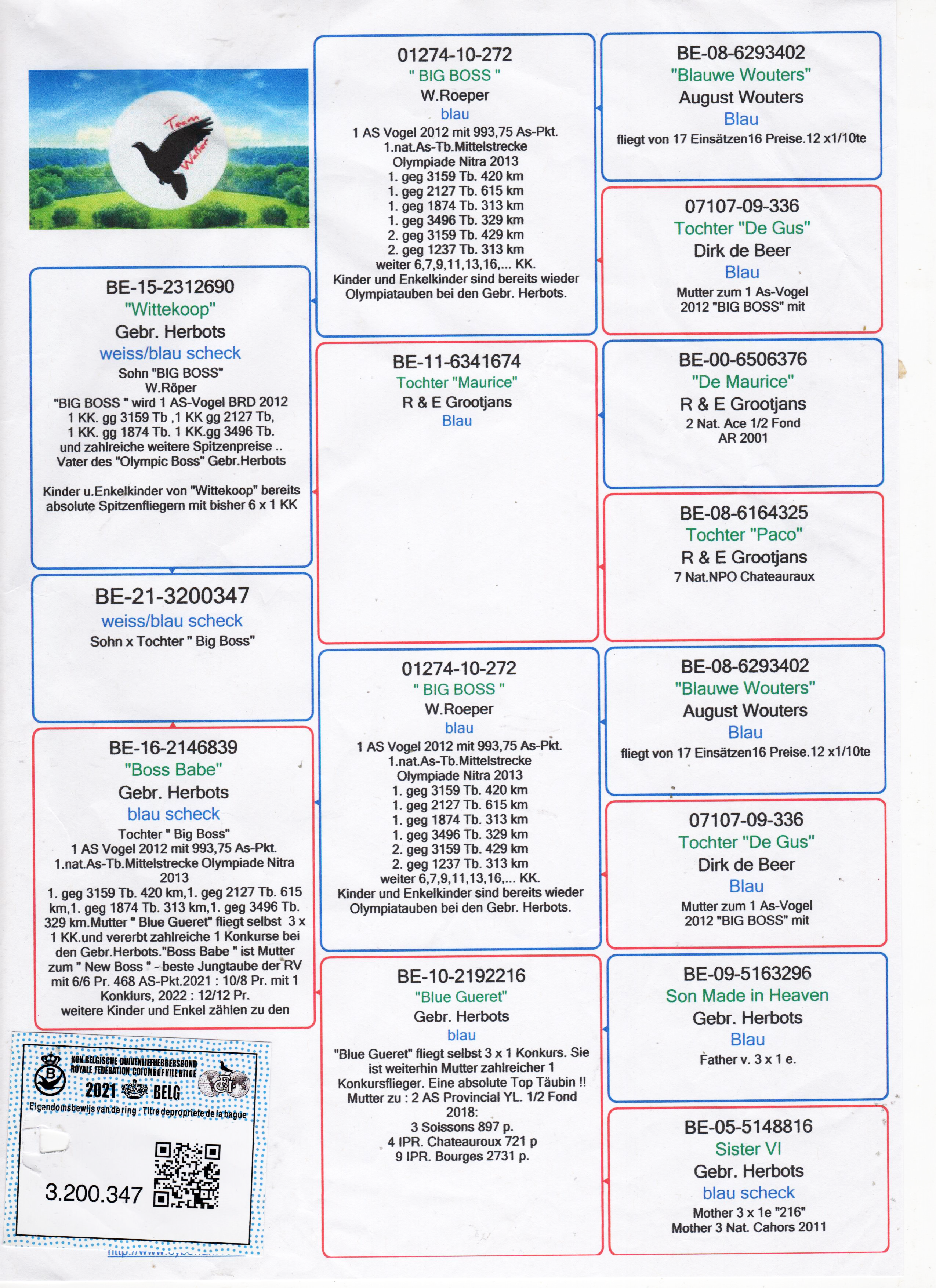 BE21-3200347 ERKEK  / INBREED BIG BOOS