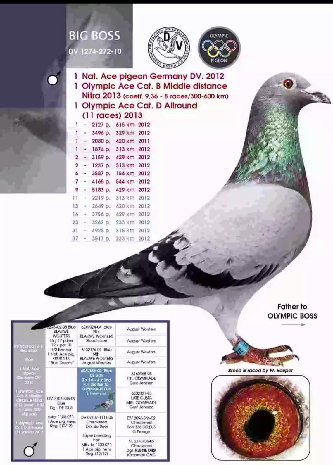 BE21-3200347 ERKEK  / INBREED BIG BOOS