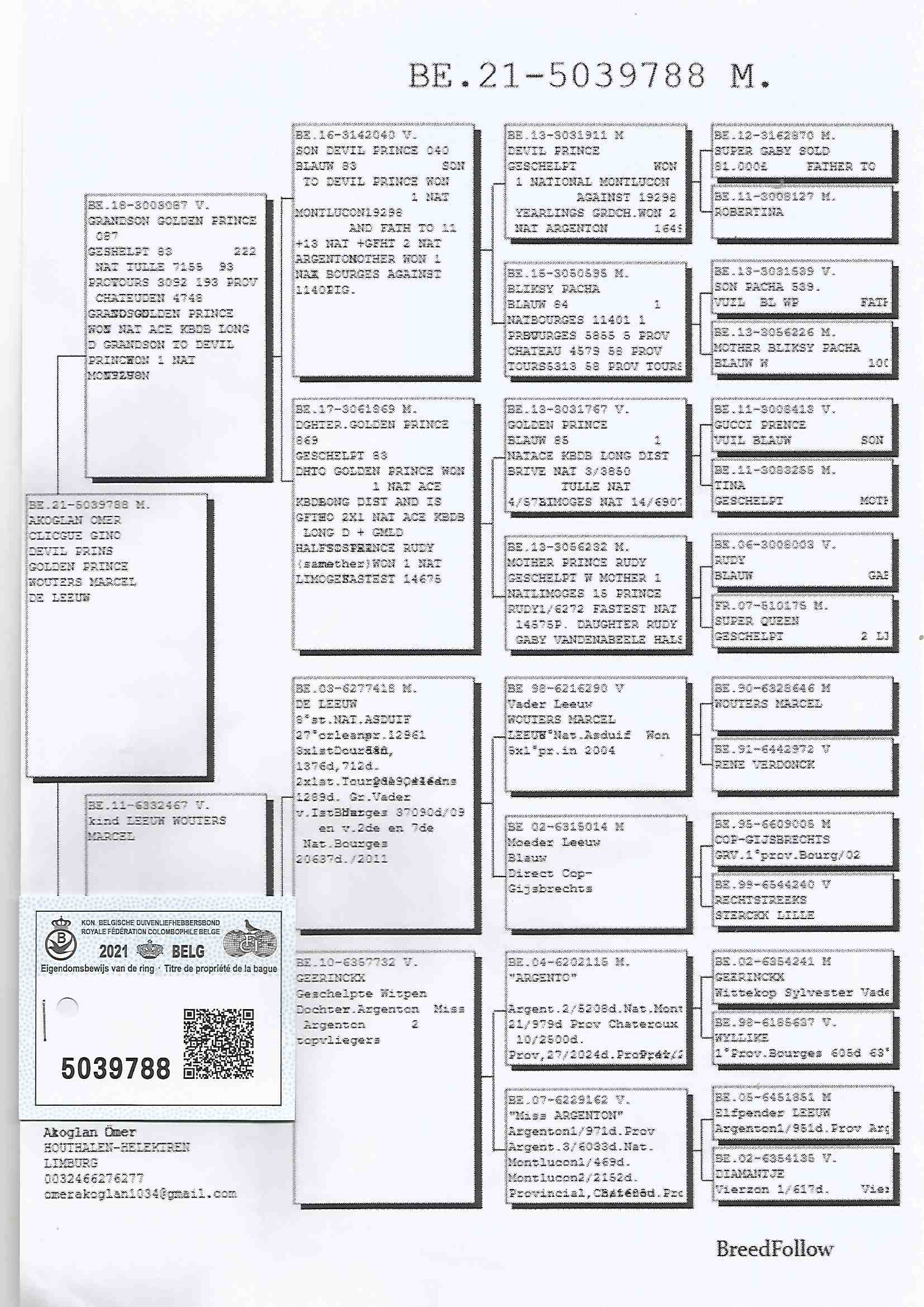 BE21-5039788 DİŞİ / CLİCQUE GINO % 50 -  MARCEL WOUTER % 50 ( DE LEEUW ) 