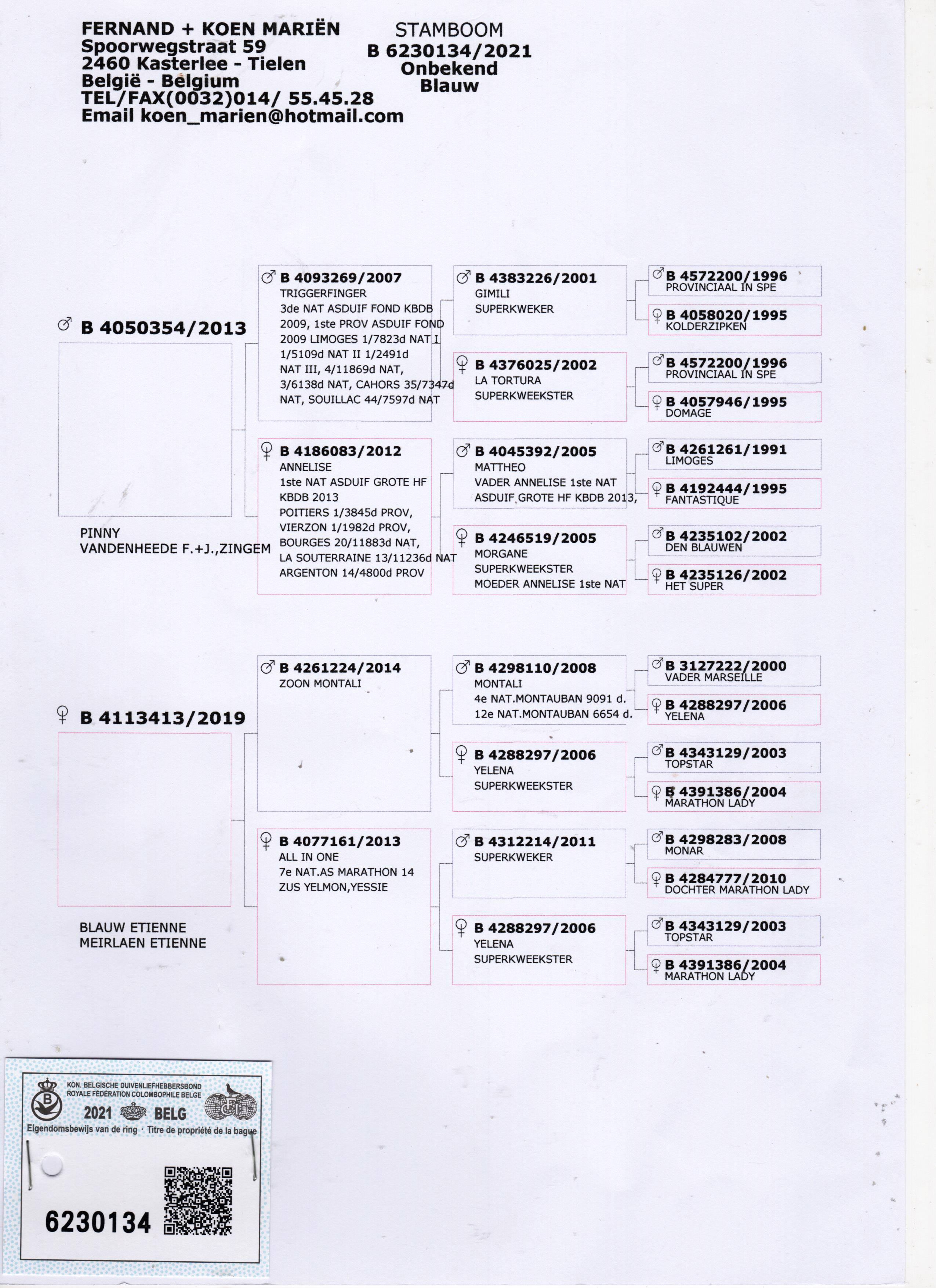 BE21-6230134 ERKEK / BABAANNESİ ANNELISE - 1 NAT ACE PIGEON MIDDLE DISTANCE KBDB