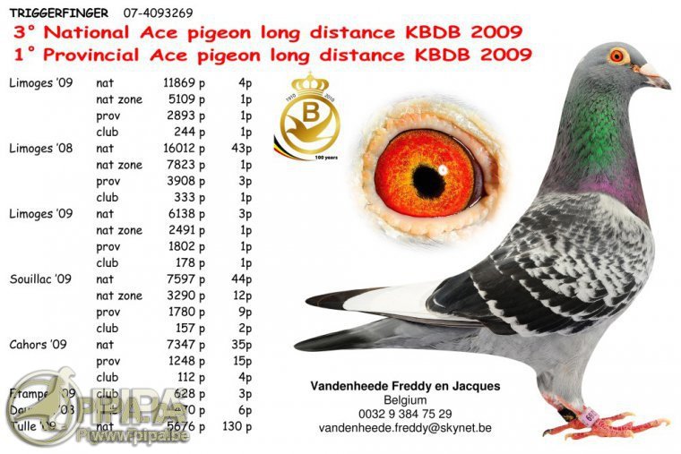 BE21-6230134 ERKEK / BABAANNESİ ANNELISE - 1 NAT ACE PIGEON MIDDLE DISTANCE KBDB
