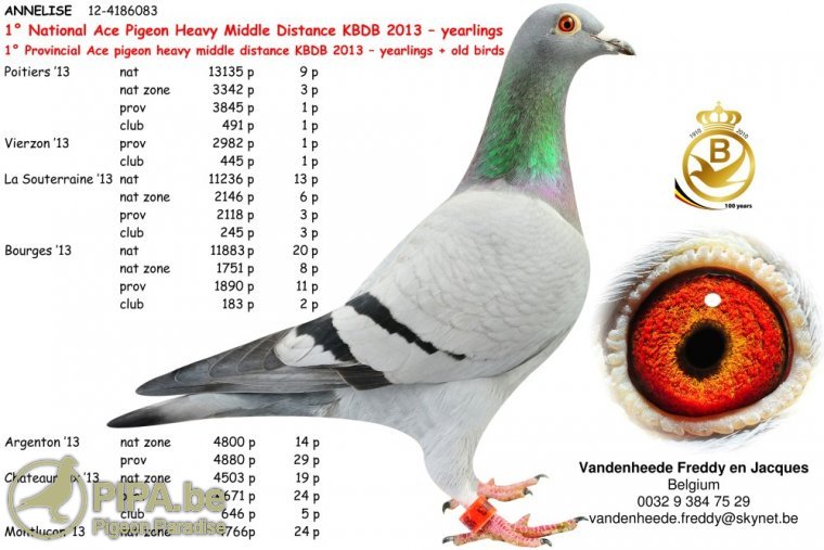 BE21-6230134 ERKEK / BABAANNESİ ANNELISE - 1 NAT ACE PIGEON MIDDLE DISTANCE KBDB