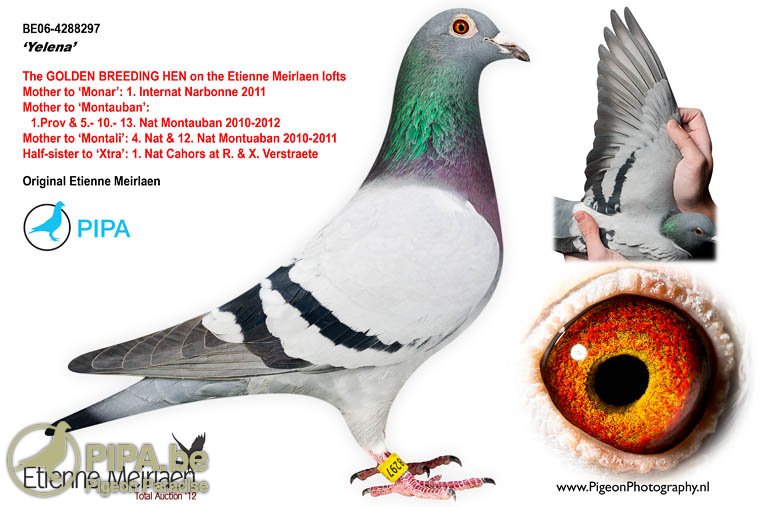 BE21-6230134 ERKEK / BABAANNESİ ANNELISE - 1 NAT ACE PIGEON MIDDLE DISTANCE KBDB