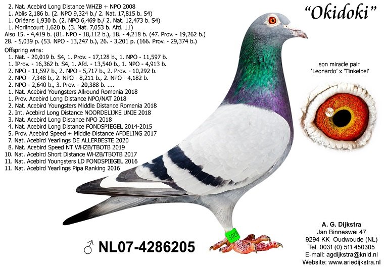 BE22-4172663 DİŞİ LEONARDO X TINKELBEL INBREED OLR SPECIAL COUPLE