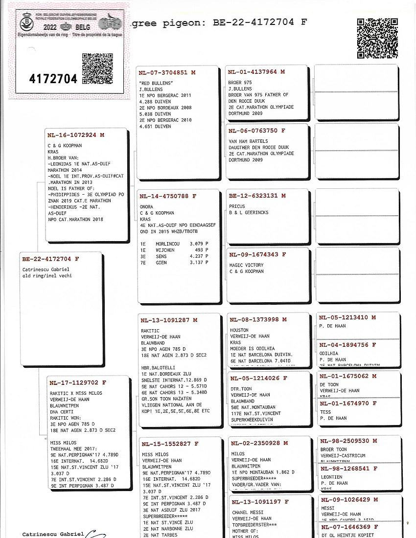 BE22-4172704 DİŞİ  / MARATON PIGEONS - KOOPMAN RED BULLENS