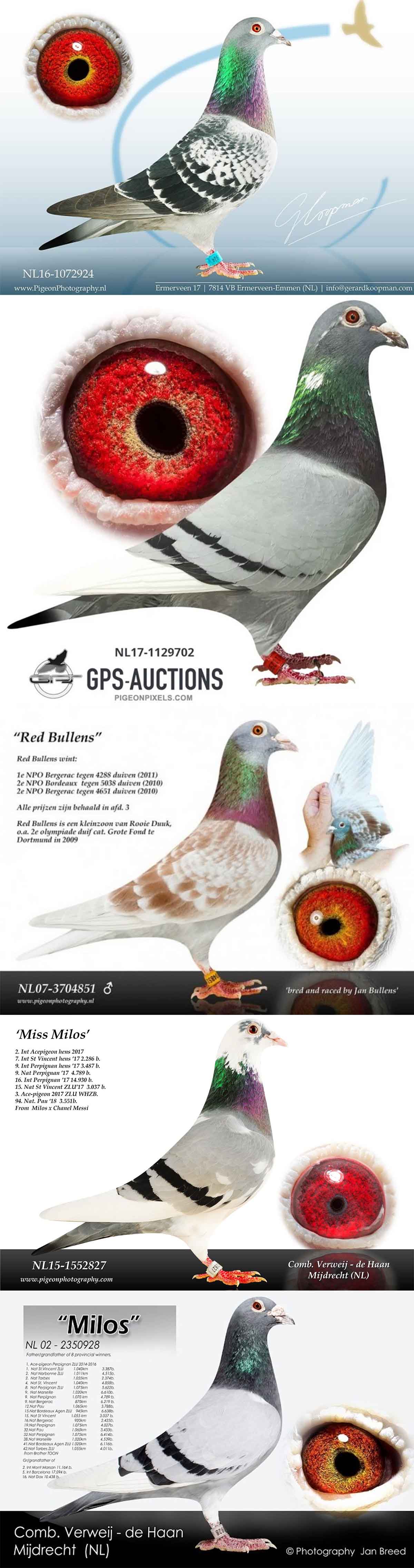 BE22-4172704 DİŞİ  / MARATON PIGEONS - KOOPMAN RED BULLENS