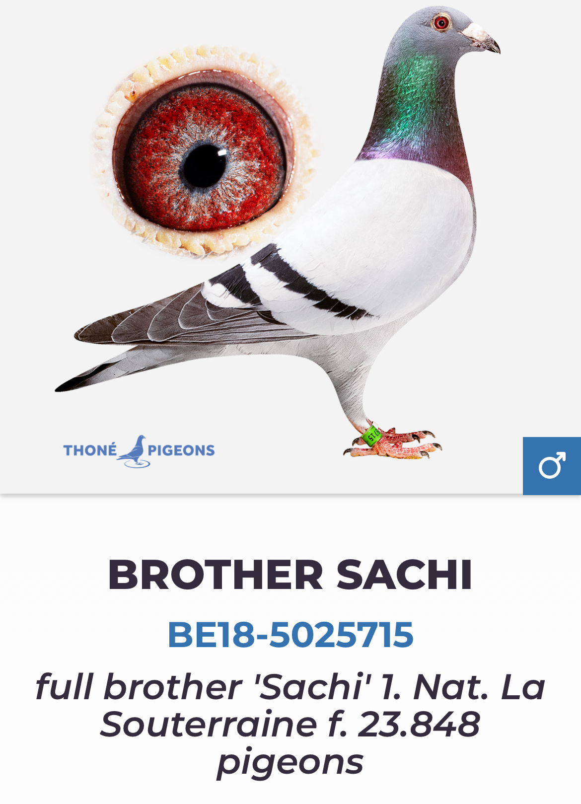 BE22-5006428 DİŞİ /  INBRED SACHI 428 