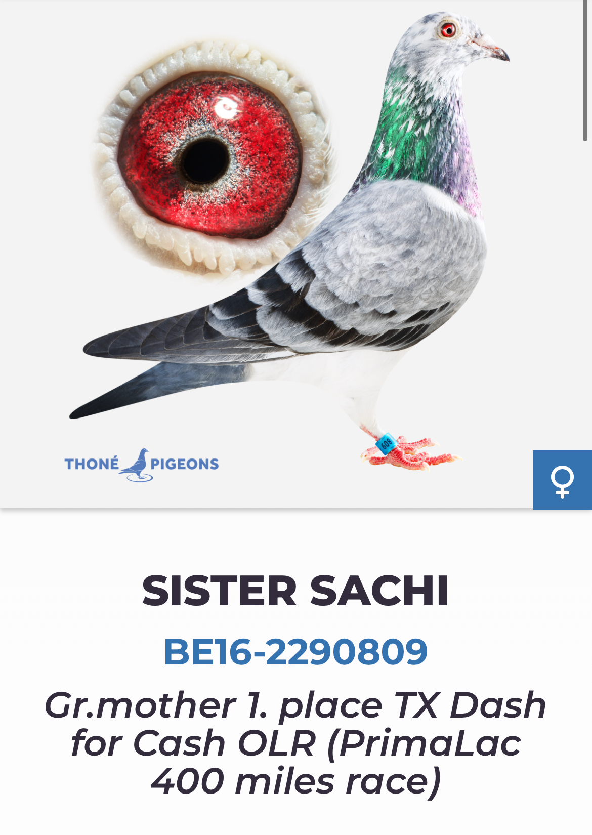 BE22-5006428 DİŞİ /  INBRED SACHI 428 