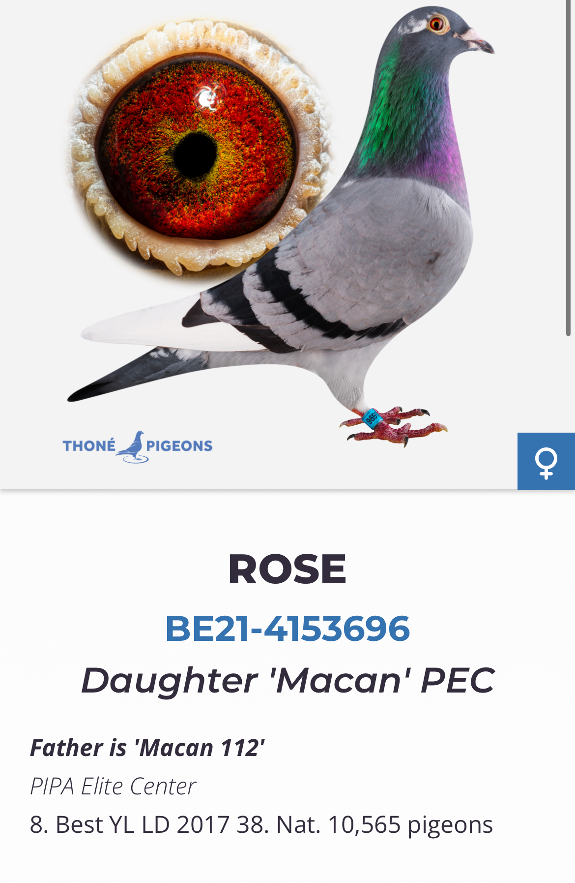 BE22-5006442 ERKEK / NİNA X PORCHE MACAN 442