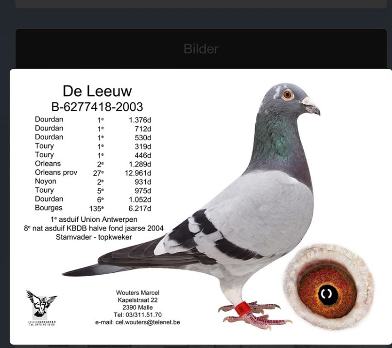 BE23-4186951 ERKEK / MARCEL WOUTERS % 100 