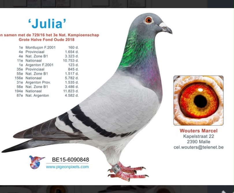 BE23-4186951 ERKEK / MARCEL WOUTERS % 100 