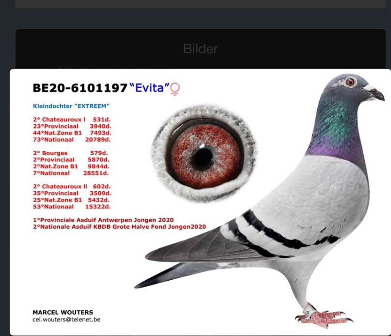 BE23-4186951 ERKEK / MARCEL WOUTERS % 100 