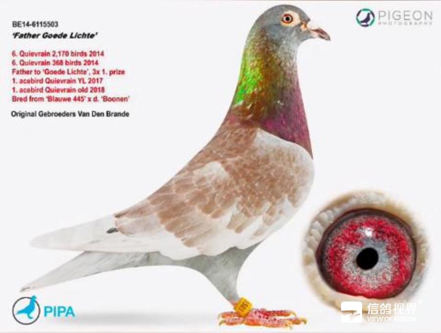 BE24-6191771 DİŞİ / ROOD VALE 771