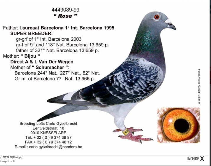 BG11-51980 ERKEK /  % 100 MARATON  INBREED LAUREAT BARCELONA