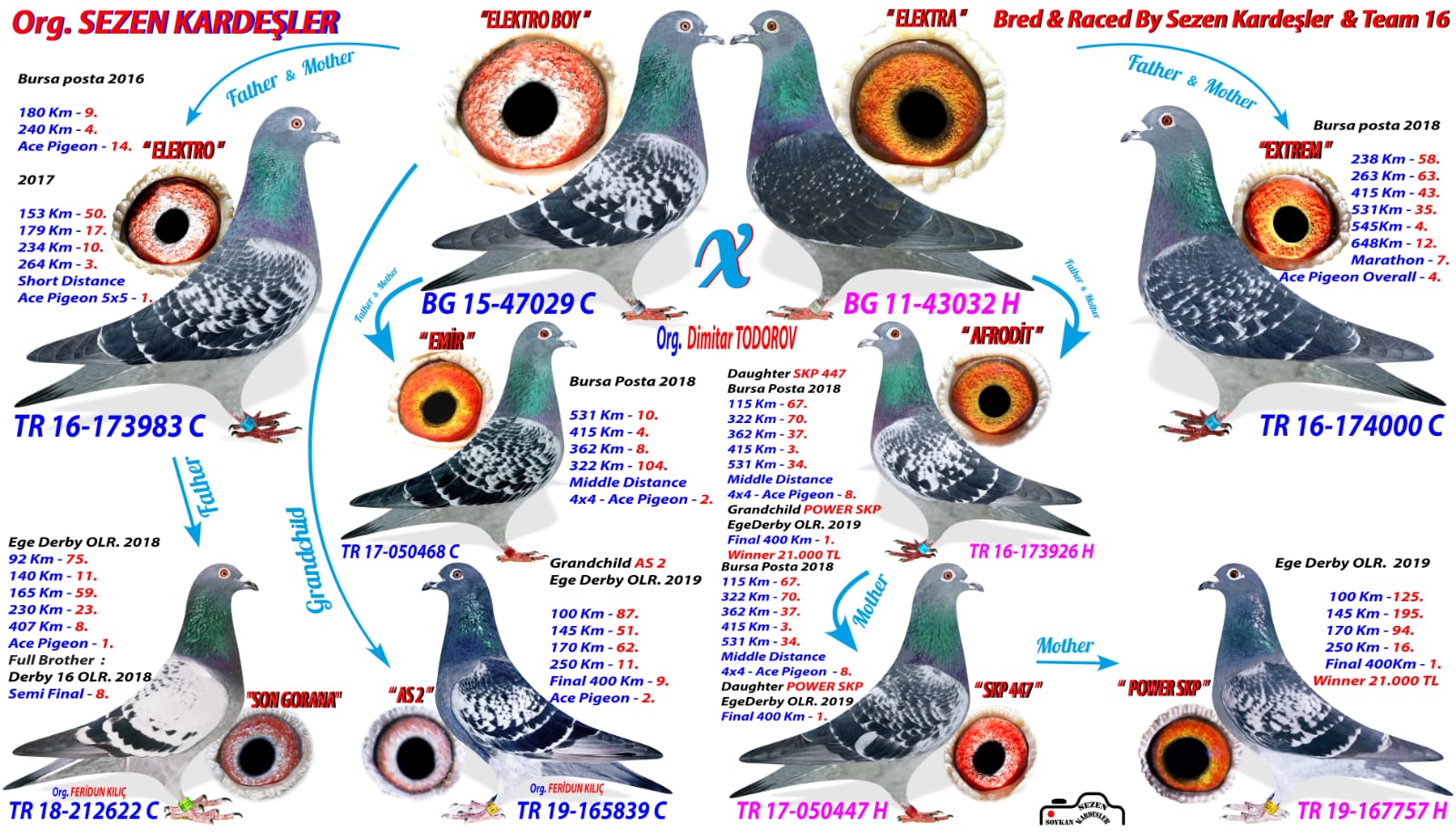 BG15-47029 ERKEK / BG11-43032 DİŞİ - DİMİTAR TODOROV TAKIM 