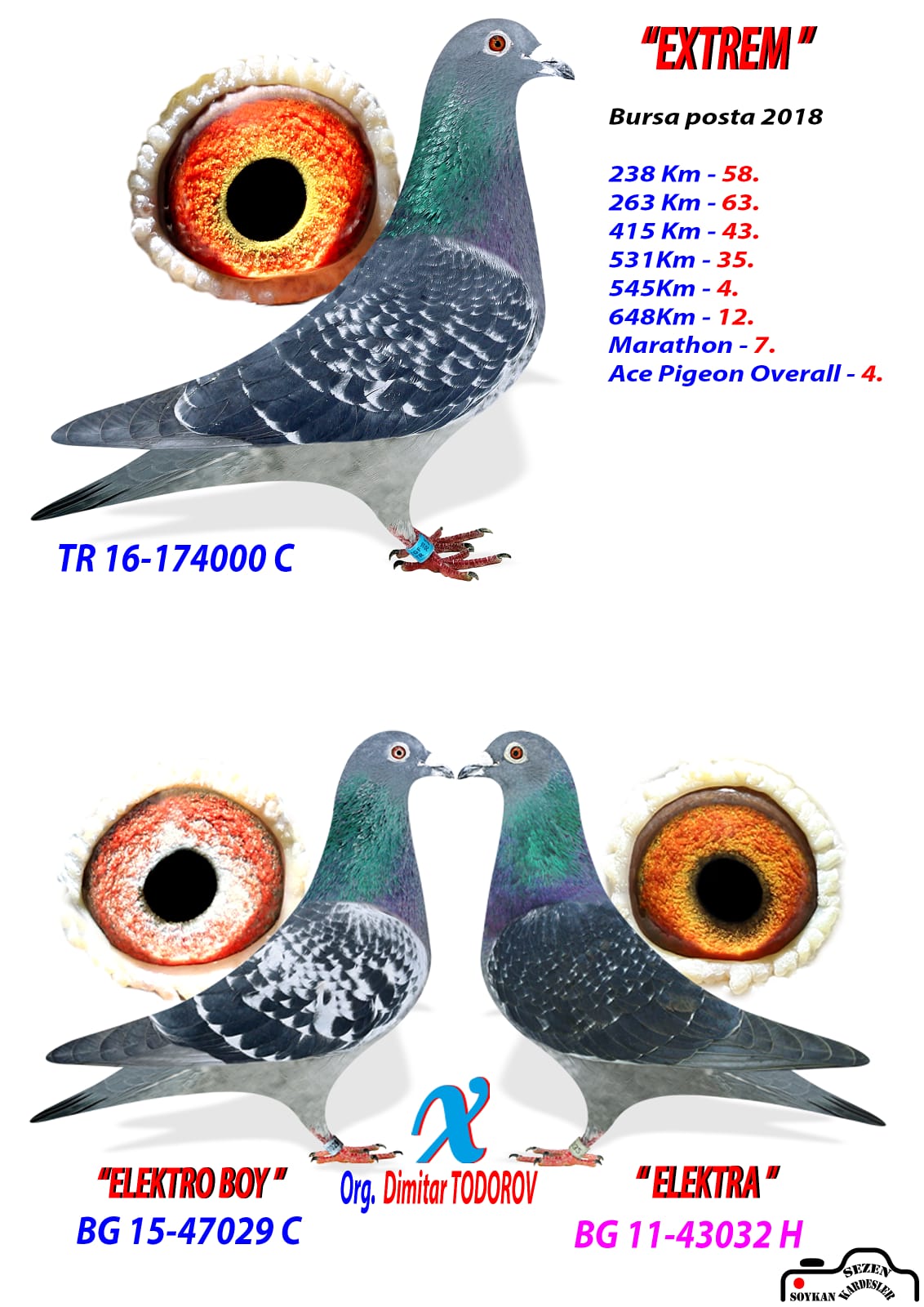 BG15-47029 ERKEK / BG11-43032 DİŞİ - DİMİTAR TODOROV TAKIM 