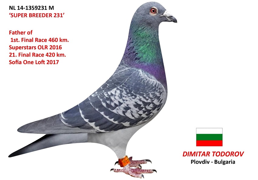 BG16-09546 DİŞİ / ORJ DIMITAR TODOROV  DIREK MESHUR 231 KIZIDIR