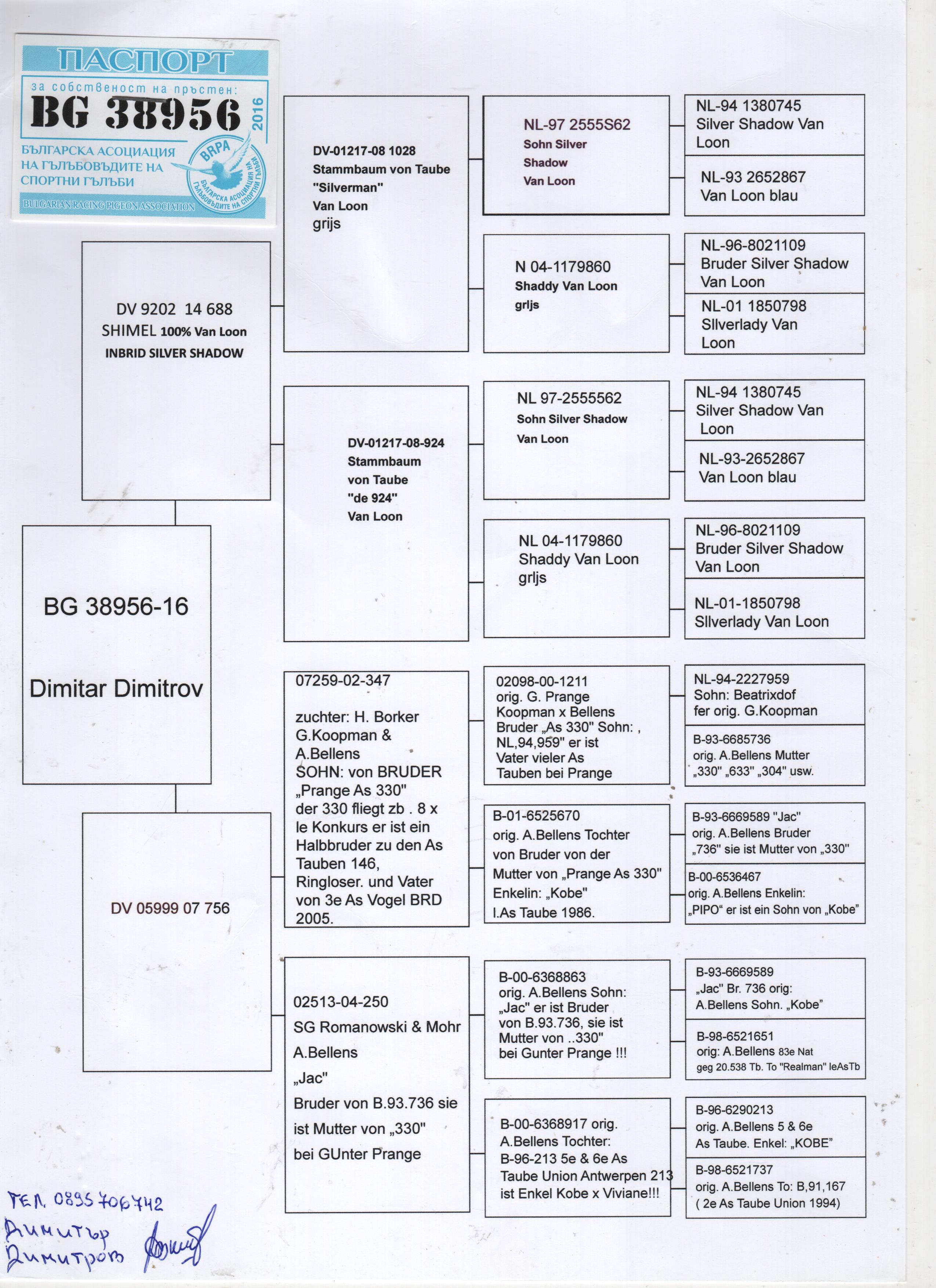 BG16-38956 ERKEK / BABASI SİLVER SHADOW ( VAN LOON ) ANNESİ KOOPMAN PRANGE