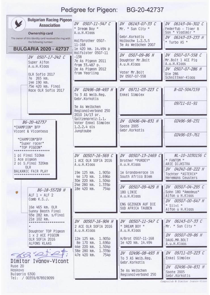 BG17-55523 DİŞİ / ORJ COMB. KSJ ALFON KLAAS % 100 ANNE AS 1  BABA AS 1