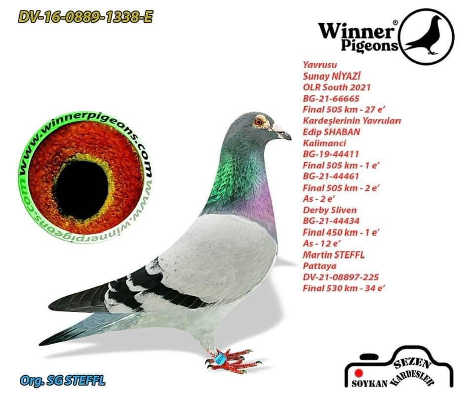 BG18-34010 DİŞİ  / KENDİSİ 65. FİNAL445 KM OLR BABASI GIANT PAIR OGLU 