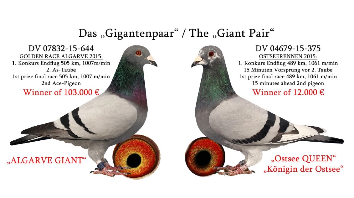 BG18-34010 DİŞİ  / KENDİSİ 65. FİNAL445 KM OLR BABASI GIANT PAIR OGLU 