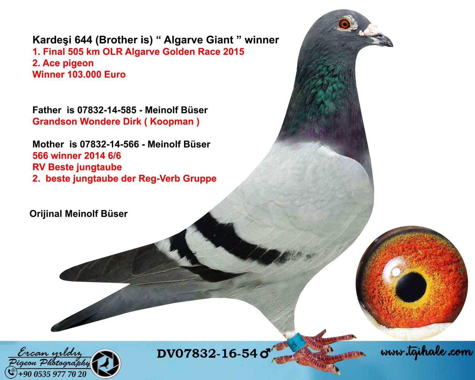 BG18-34010 DİŞİ  / KENDİSİ 65. FİNAL445 KM OLR BABASI GIANT PAIR OGLU 