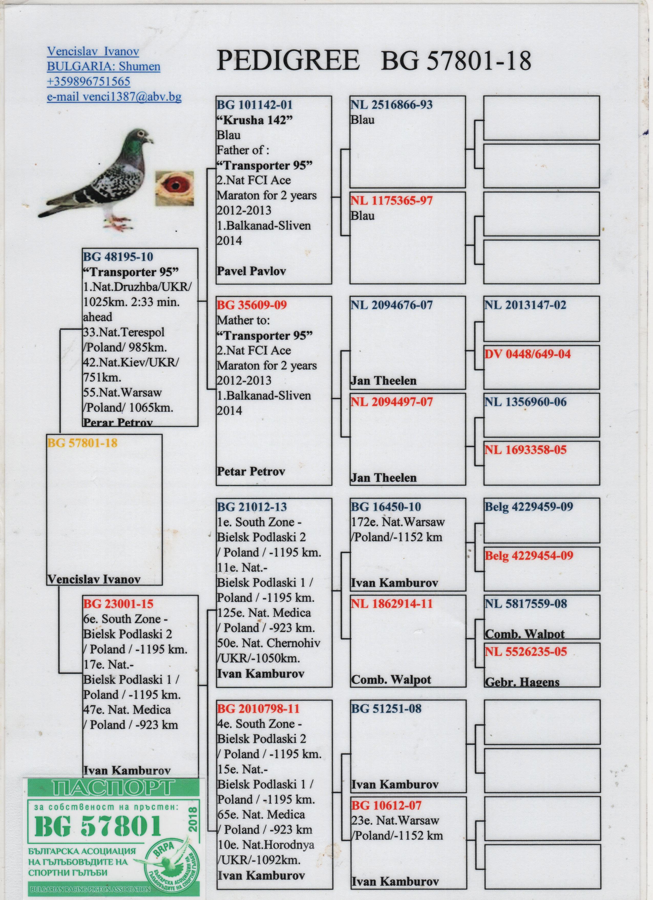 BG18-57801 ERKEK / MARATON  800 -  1100 KM