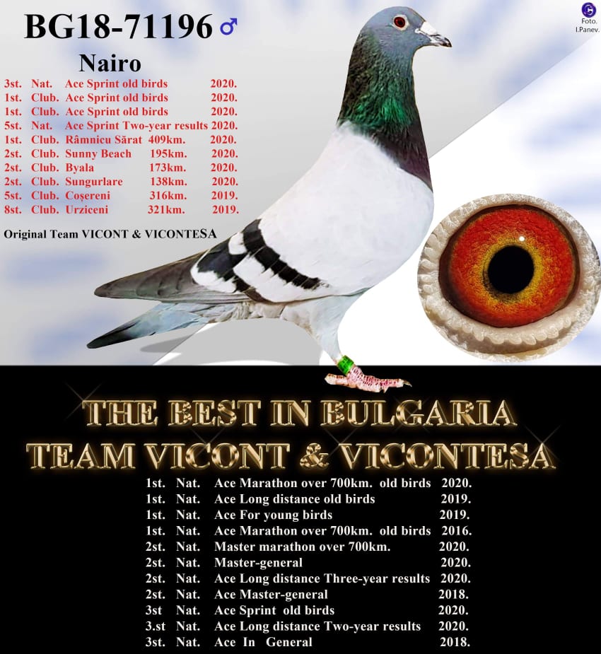 BG18-61692 ERKEK / SON KAPITAN KUK - KENDİSİ YARIŞMIŞ