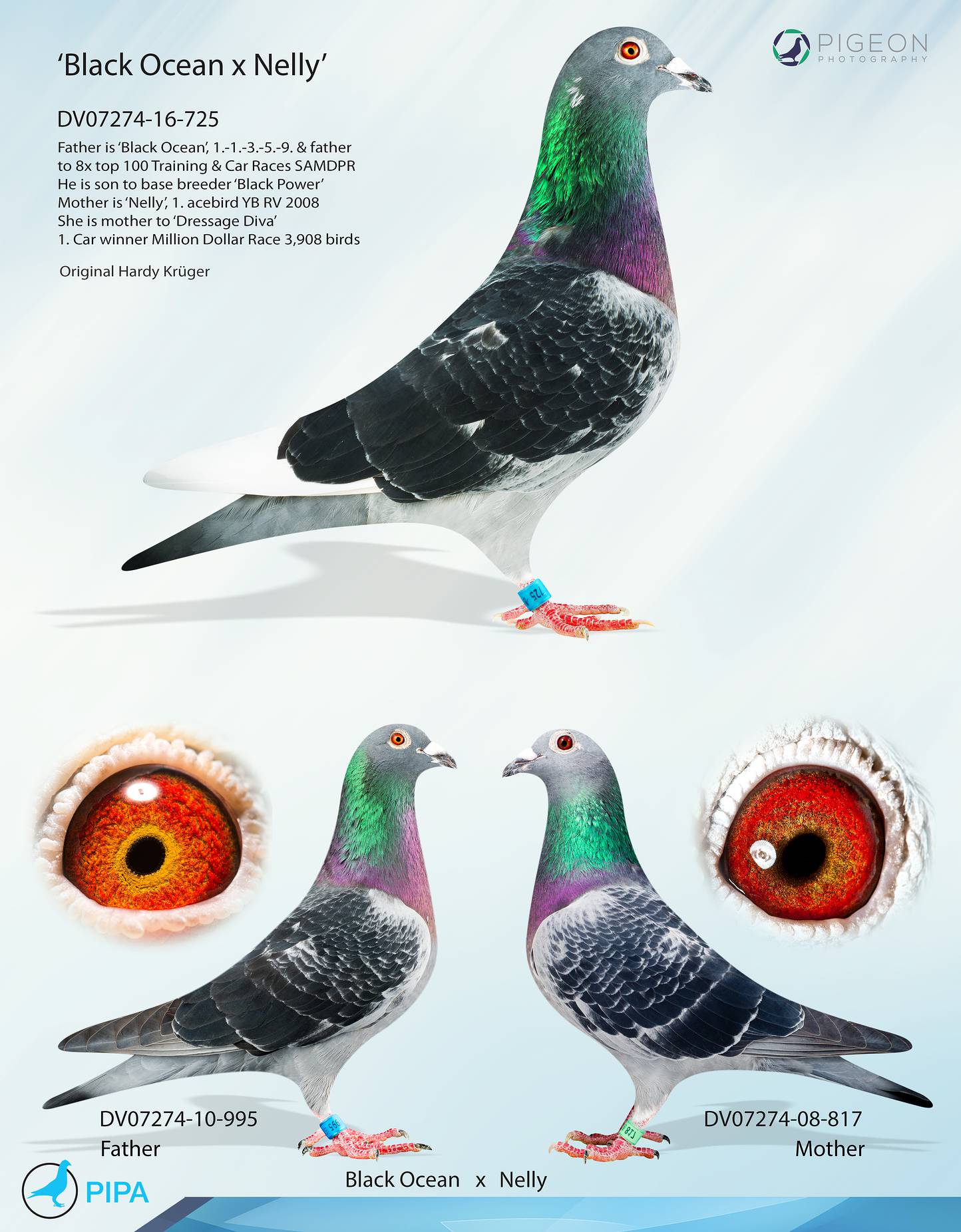 BG18-61692 ERKEK / SON KAPITAN KUK - KENDİSİ YARIŞMIŞ