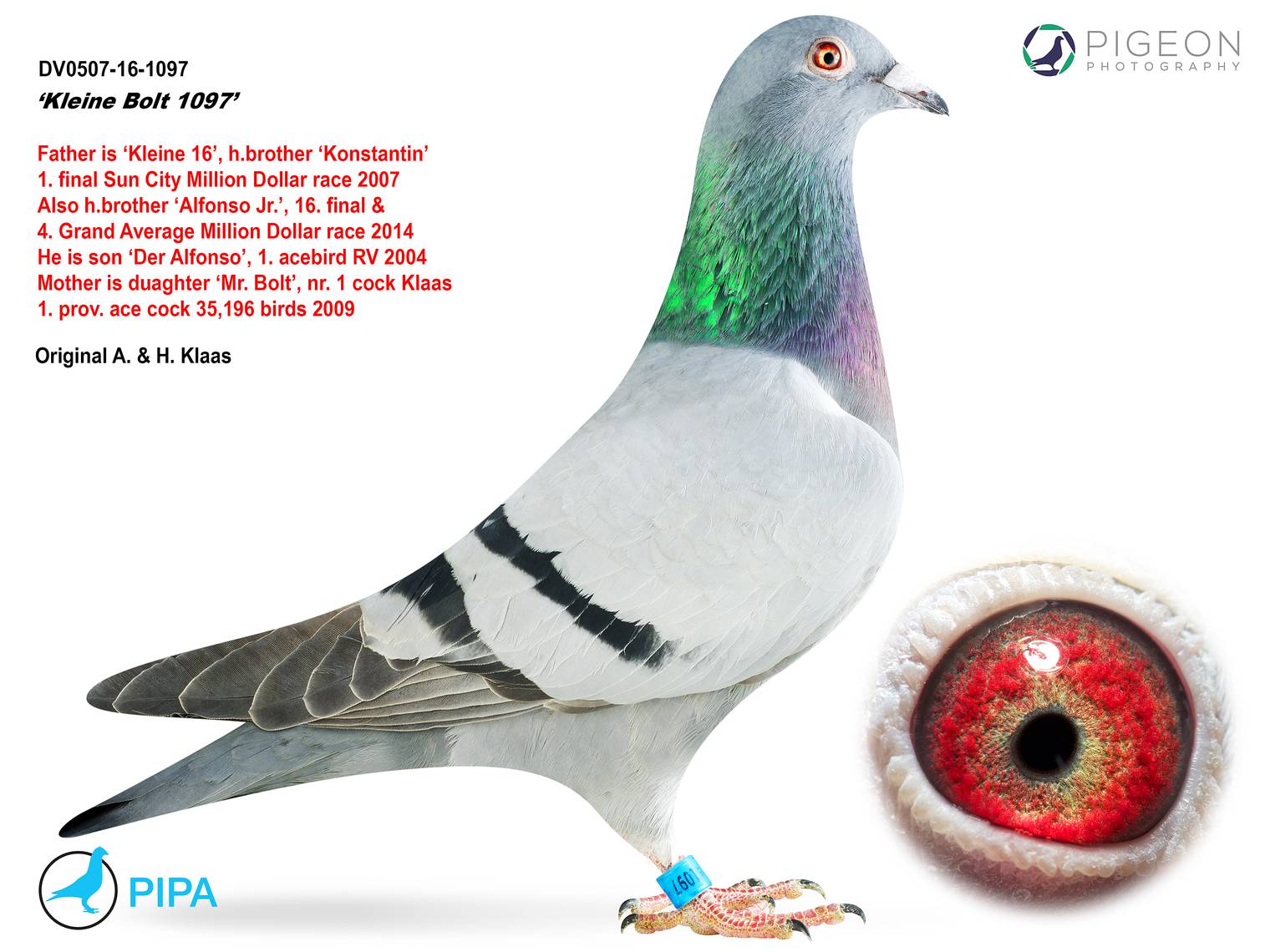 BG18-61692 ERKEK / SON KAPITAN KUK - KENDİSİ YARIŞMIŞ