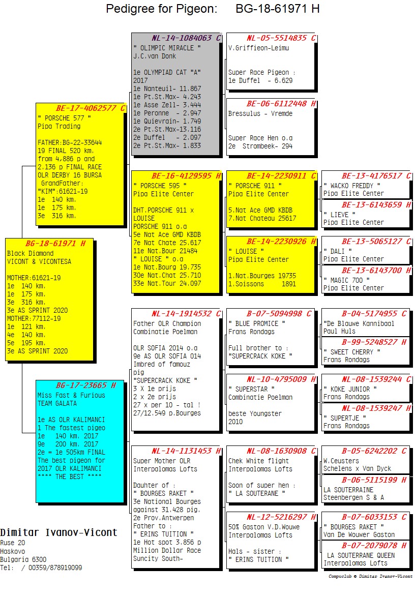 BG18-61971 DİŞİ / BLUE DIAMOND PORCHE - YAVRULARI CHAMPION