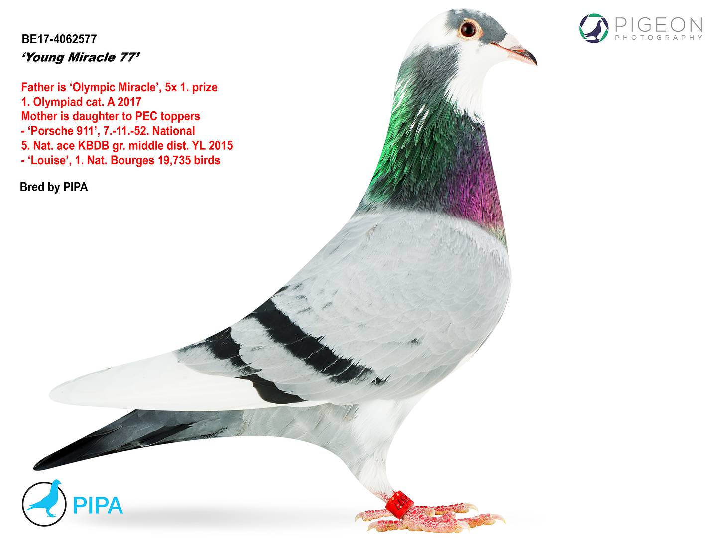 BG18-61971 DİŞİ / BLUE DIAMOND PORCHE - YAVRULARI CHAMPION