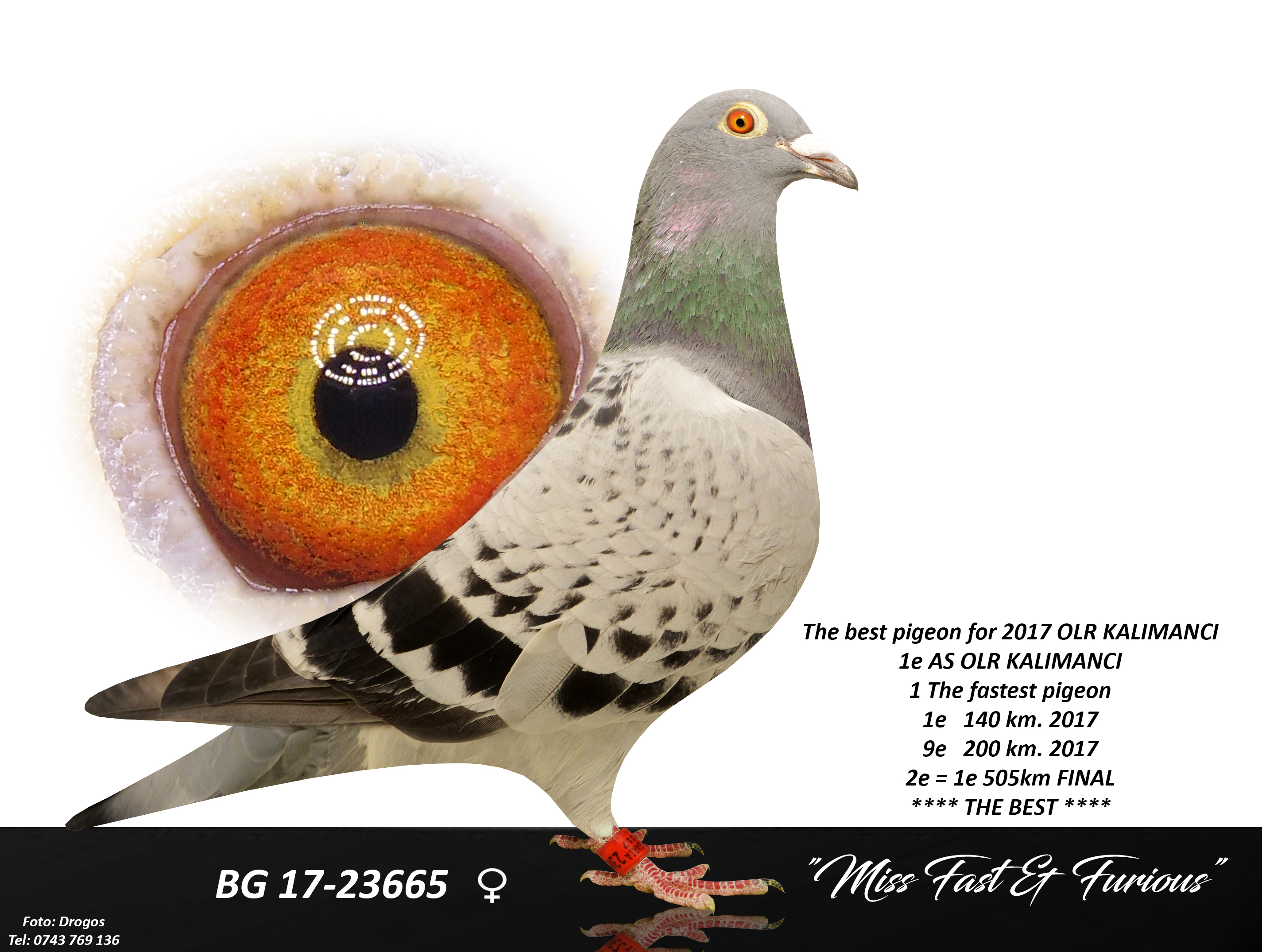 BG18-61971 DİŞİ / BLUE DIAMOND PORCHE - YAVRULARI CHAMPION