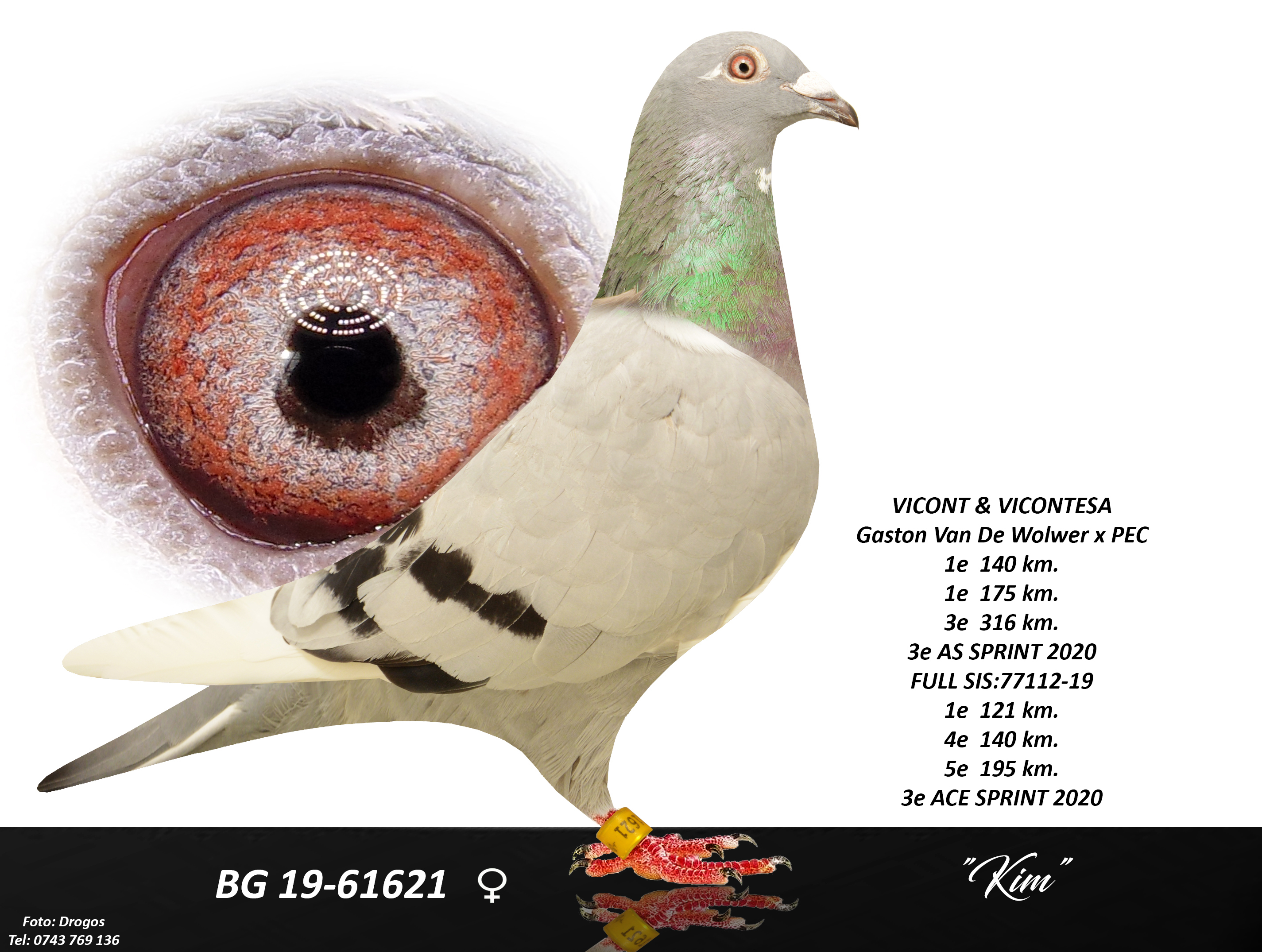 BG18-61971 DİŞİ / BLUE DIAMOND PORCHE - YAVRULARI CHAMPION