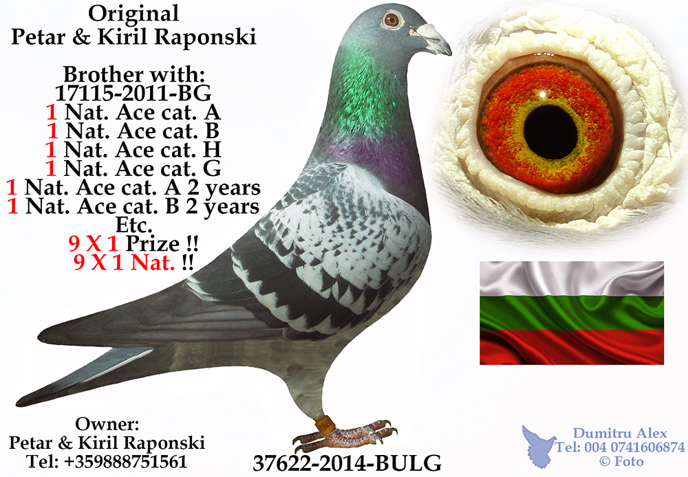 BG18-77077 DİŞİ / ORJ PETAR KIRIL RAPONSKI INBREED SAMPİYON BABA KIZ CALISMA