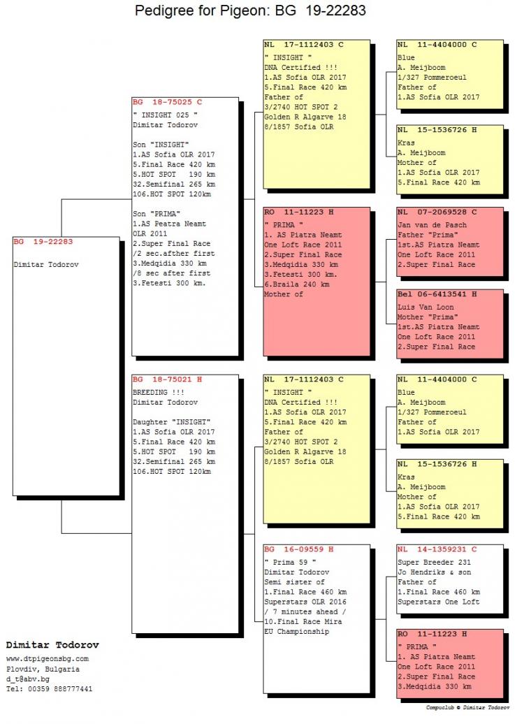 BG19-22283 DİŞİ / OR. DIMITAR TODOROV  INBREED INSIGHT 1 ACE PİGEON OLR SOFIA