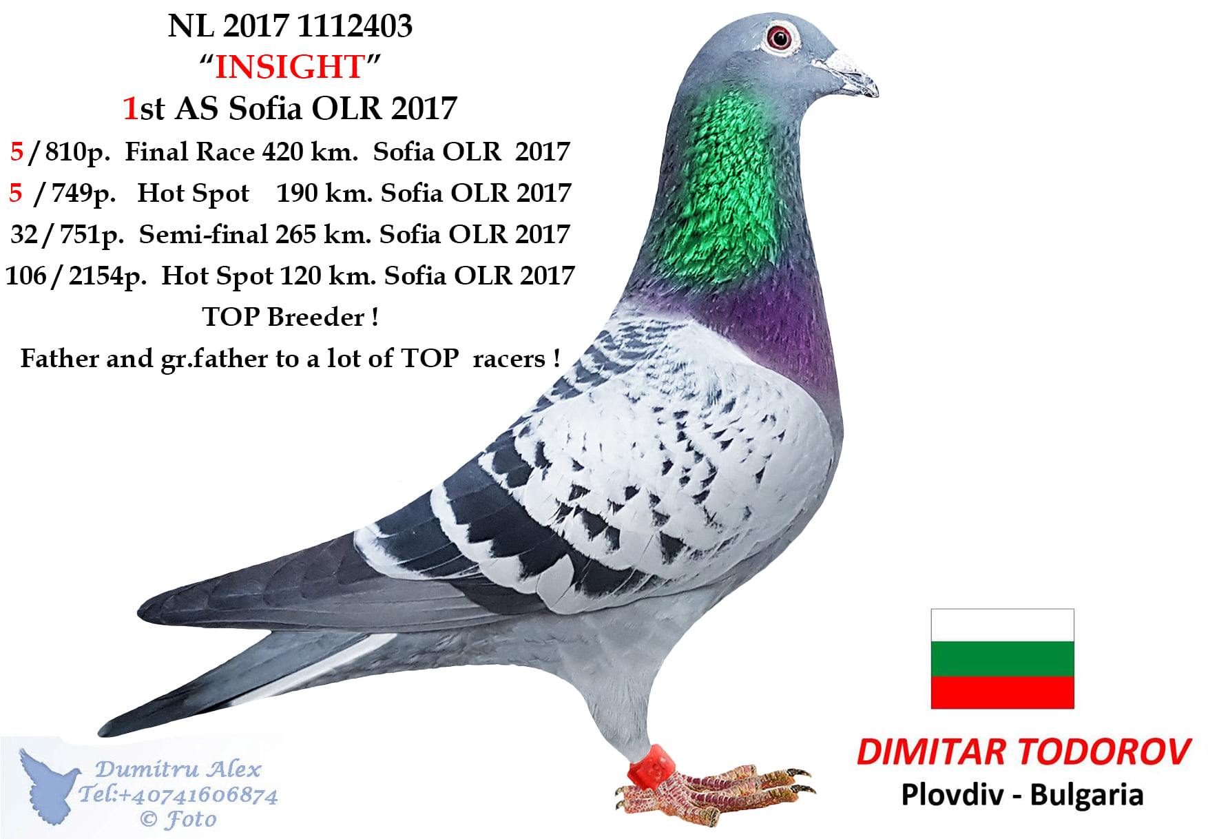 BG19-22284 ERKEK / INBREED INSIGHT  - BABASININ KIZ KARDEŞ YAVRUSU 5. FİNAL ALGARVE GOLDEN RACE