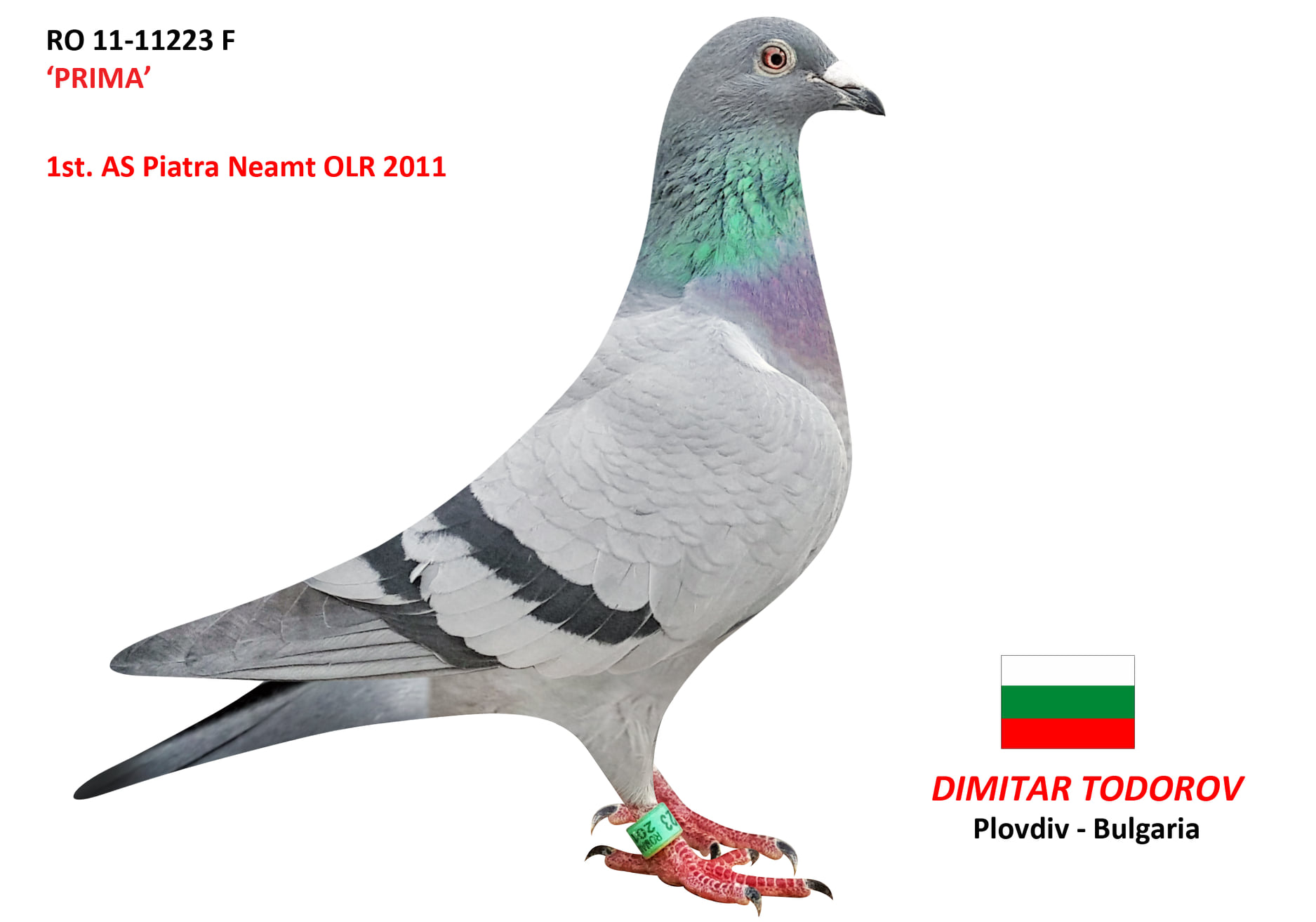 BG19-22284 ERKEK / INBREED INSIGHT  - BABASININ KIZ KARDEŞ YAVRUSU 5. FİNAL ALGARVE GOLDEN RACE