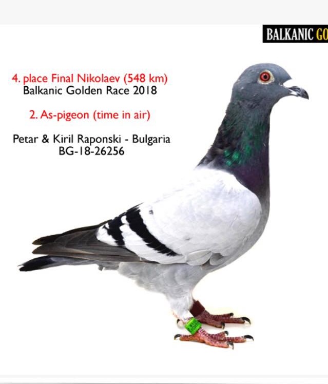 BG19-29728 DİŞİ / TAM KARDEŞİ 2 AS PIGEON & 4 FİNAL BALKANİC FAİR PLAY 