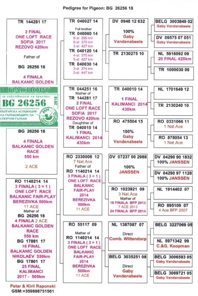 BG19-29728 DİŞİ / TAM KARDEŞİ 2 AS PIGEON & 4 FİNAL BALKANİC FAİR PLAY 