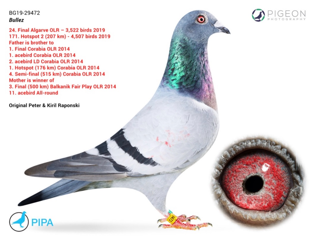 BG19-29728 DİŞİ / TAM KARDEŞİ 2 AS PIGEON & 4 FİNAL BALKANİC FAİR PLAY 