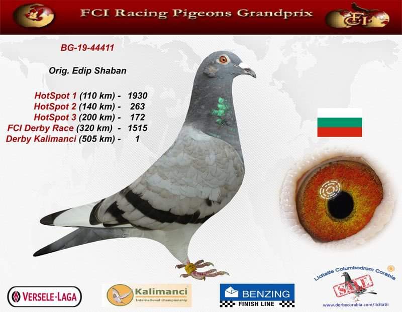BG19-44412 ERKEK / EDİP SHABAN YUVAKARDEŞİ BG19-44411 - 1. FİNAL 505 KM KALIMANCI