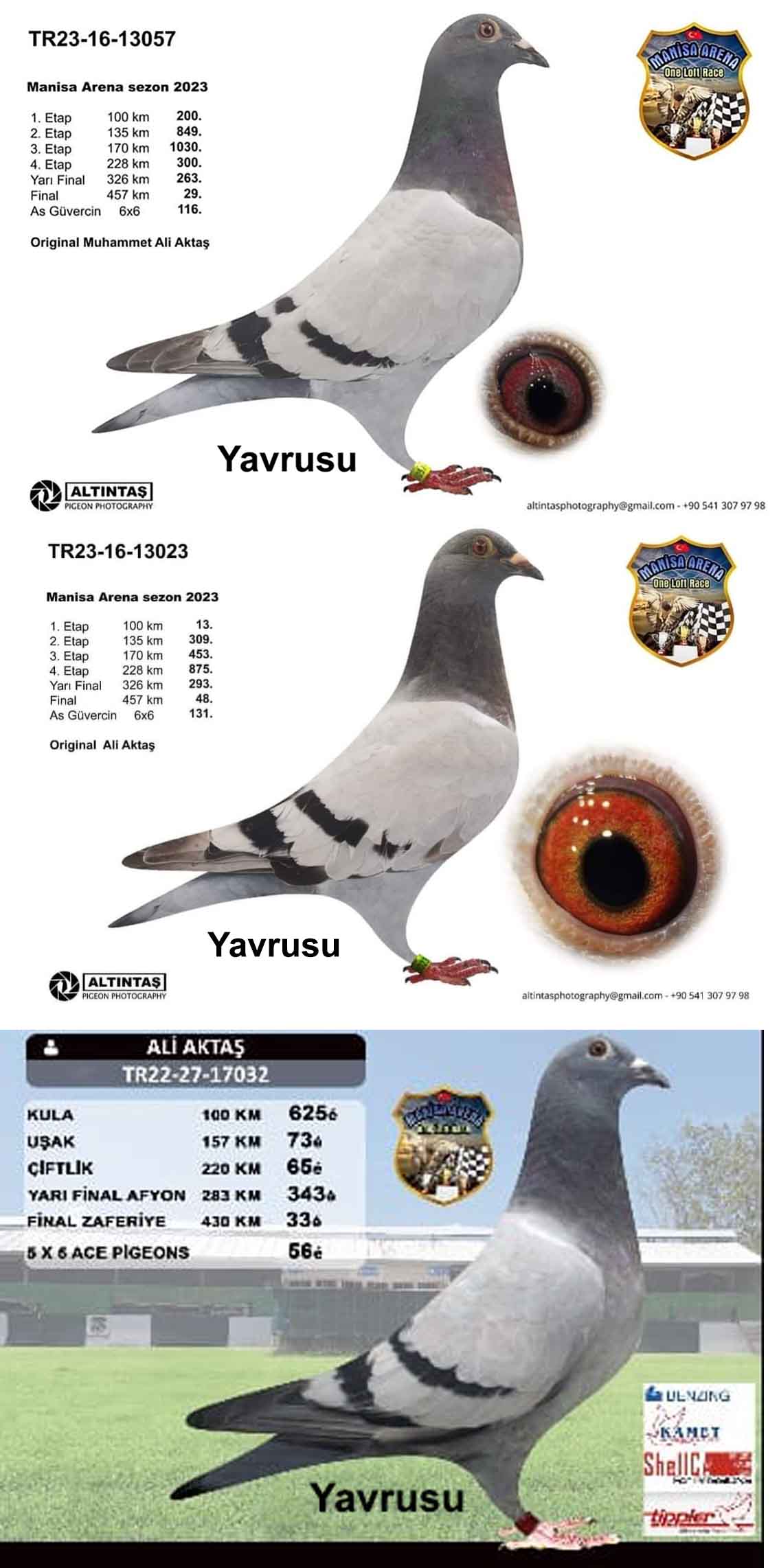 BG19-44412 ERKEK / EDİP SHABAN YUVAKARDEŞİ BG19-44411 - 1. FİNAL 505 KM KALIMANCI