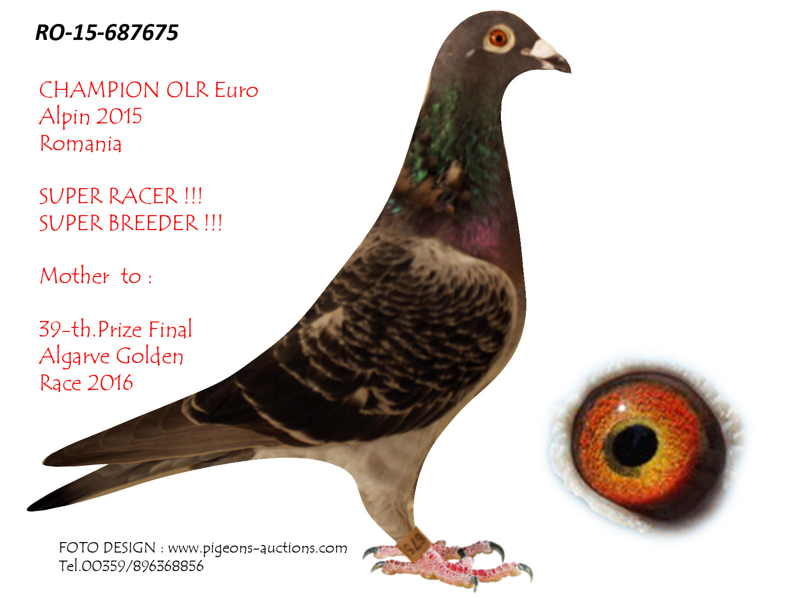 BG20-010965 ERKEK / BABASI INBREED MR DARABANI ANNESİNİN KARDEŞİ 39. FİNAL ALGARVE GOLDEN RACE