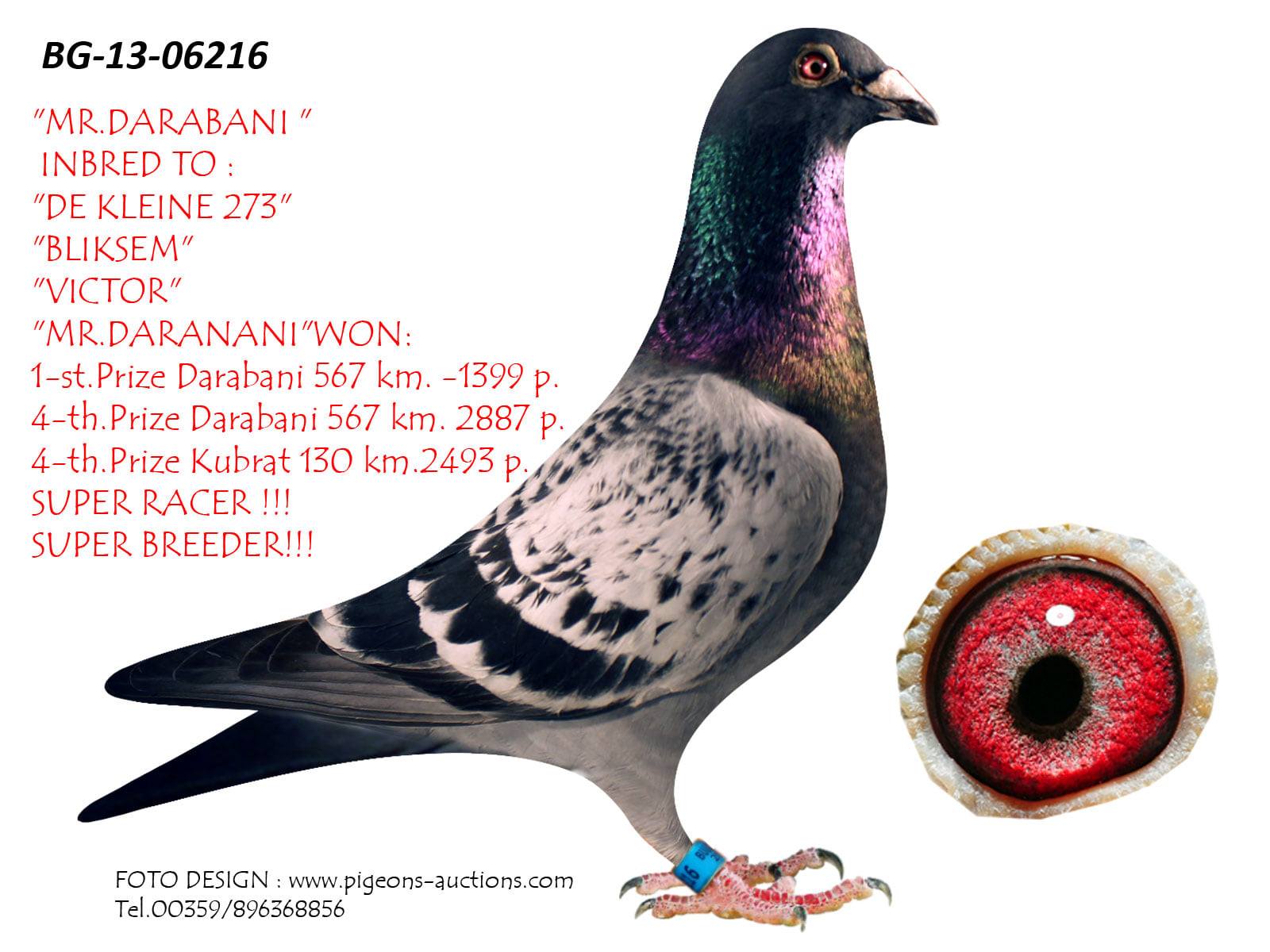 BG20-010981 ERKEK / IBREED MR DARABANİ  1. DARABANİ 567 KM 1399 P.