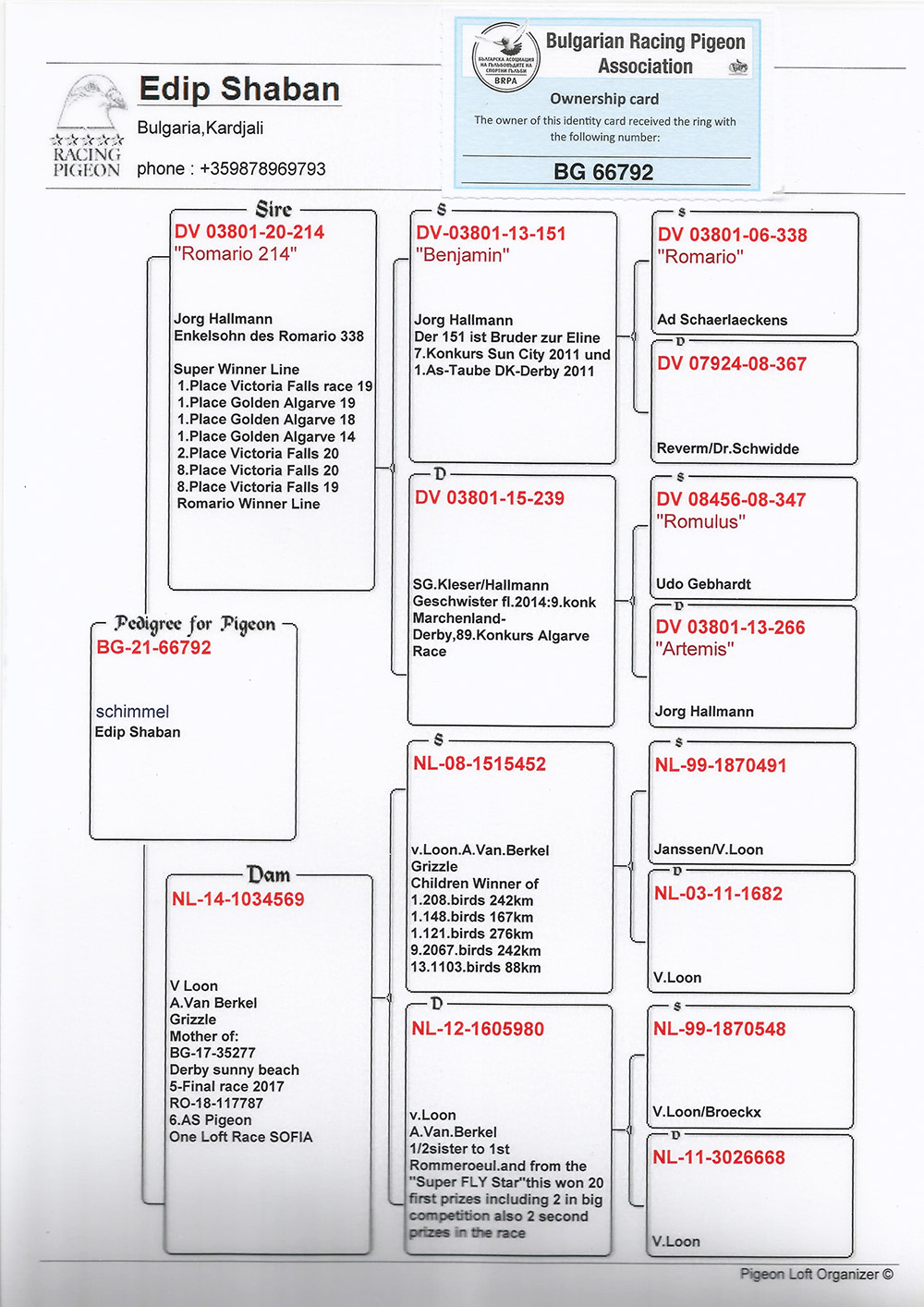 BG21-66792 ERKEK / BABASININ DEDESİ DÜNYACA ÜNLÜ ROMARİO TEK KÜMES KAZANANLARI