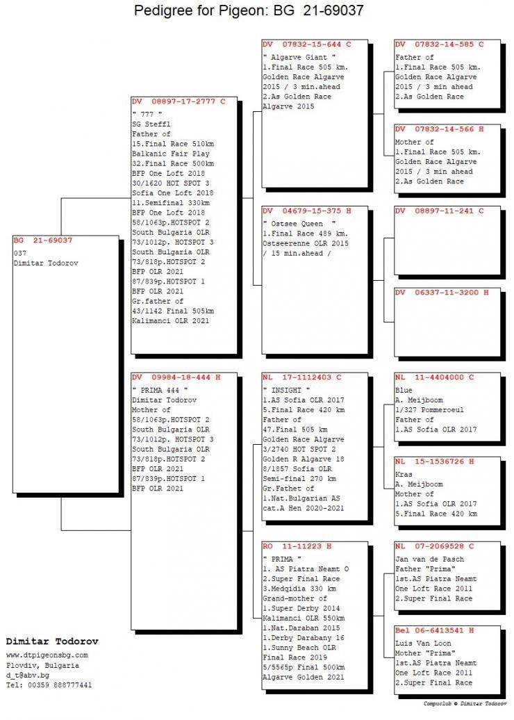 BG21-69037 DİŞİ /  ORİJİNAL DİMİTAR TODOROV - GİAANT PAAR TORUNU !!!