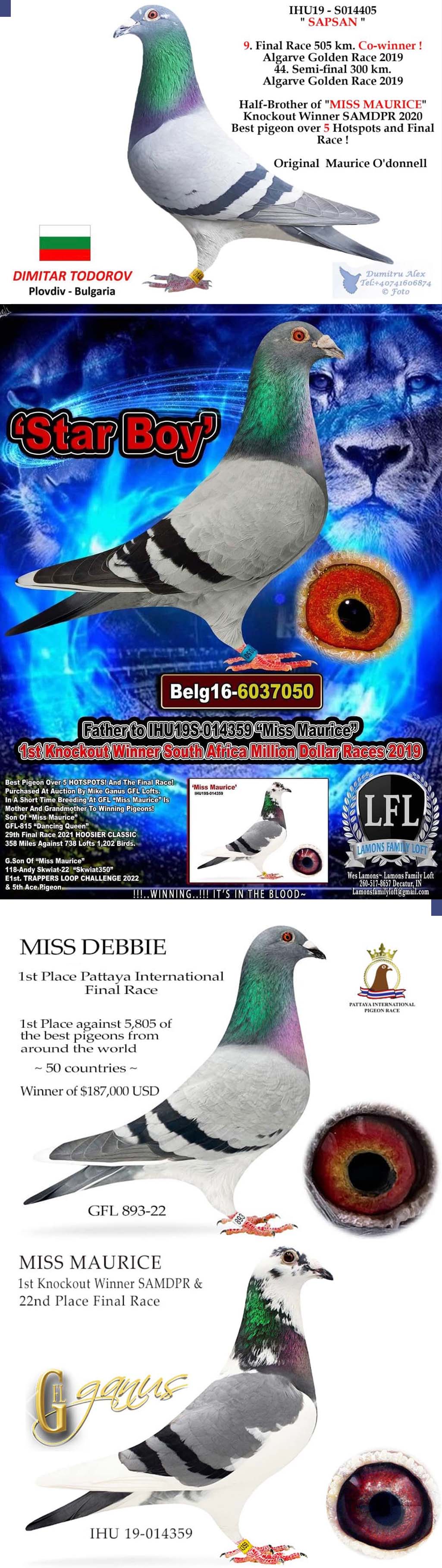 BG21-69065 DİŞİ / BABASI SAPSAN ANNESİ GIANT PAIR SG STEFFL