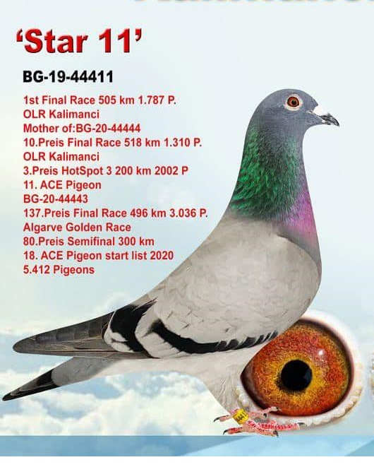 BG22-05421 ERKEK / DOUBLE CHAMPION - ANNESİ 1 FİNAL KALIMANCI BABASI 1 FİNAL KALIMANCI